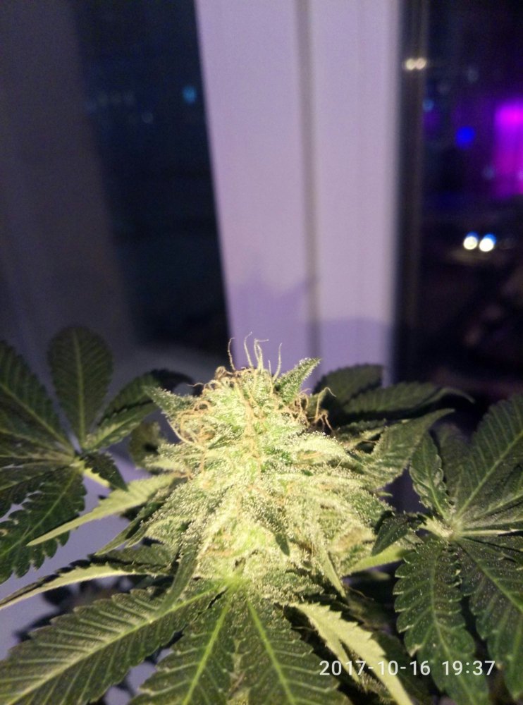 P71016-193748-2340x3156.jpg