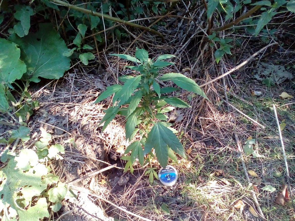 P_20170930_100717.jpg