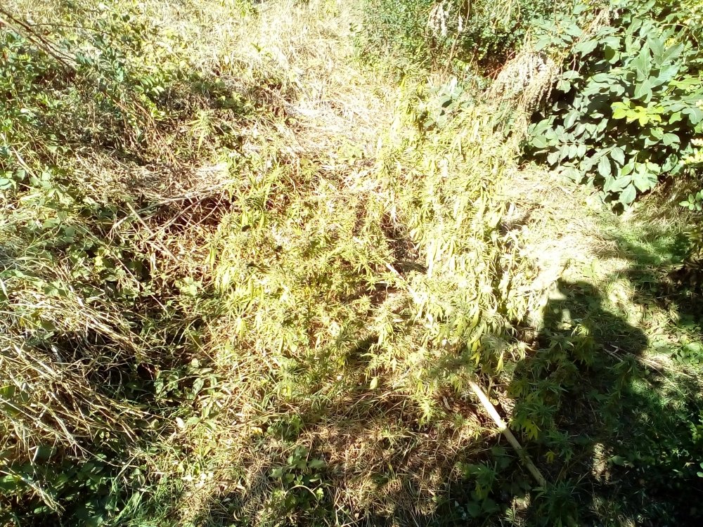 P_20171002_144908.jpg
