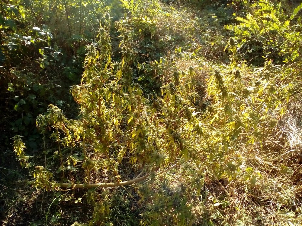 P_20171007_151555.jpg