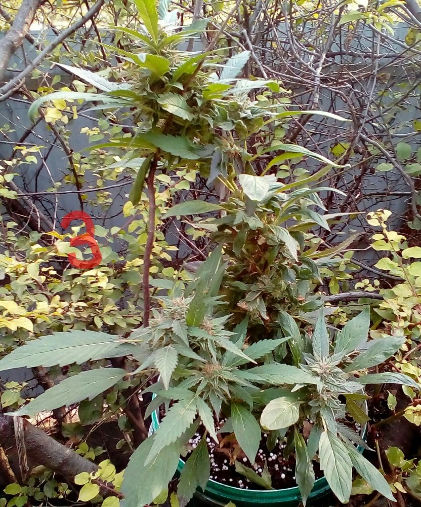 P_20171024_154058_1_1.jpg