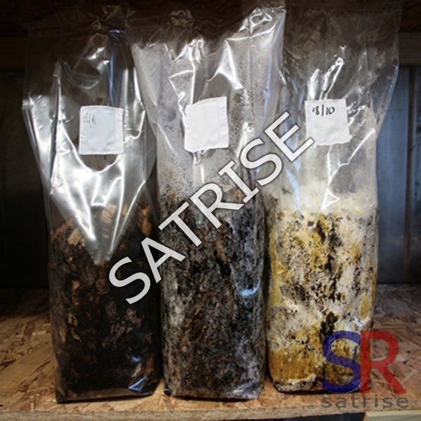 buyers-for-easy-to-grow-king-oyster.jpg