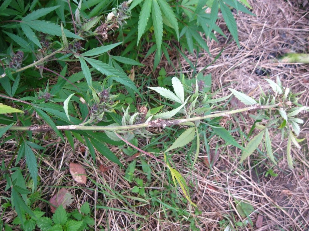 tmp-cam-1256210731.thumb.jpg.8a33c68c55afd23596b06db452cf9a51.jpg