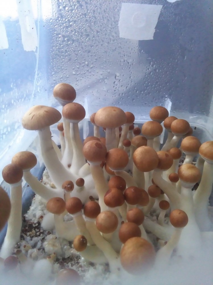 151195062074462085363.thumb.jpg.e9b9bf654eb689c01b882672646326d1.jpg