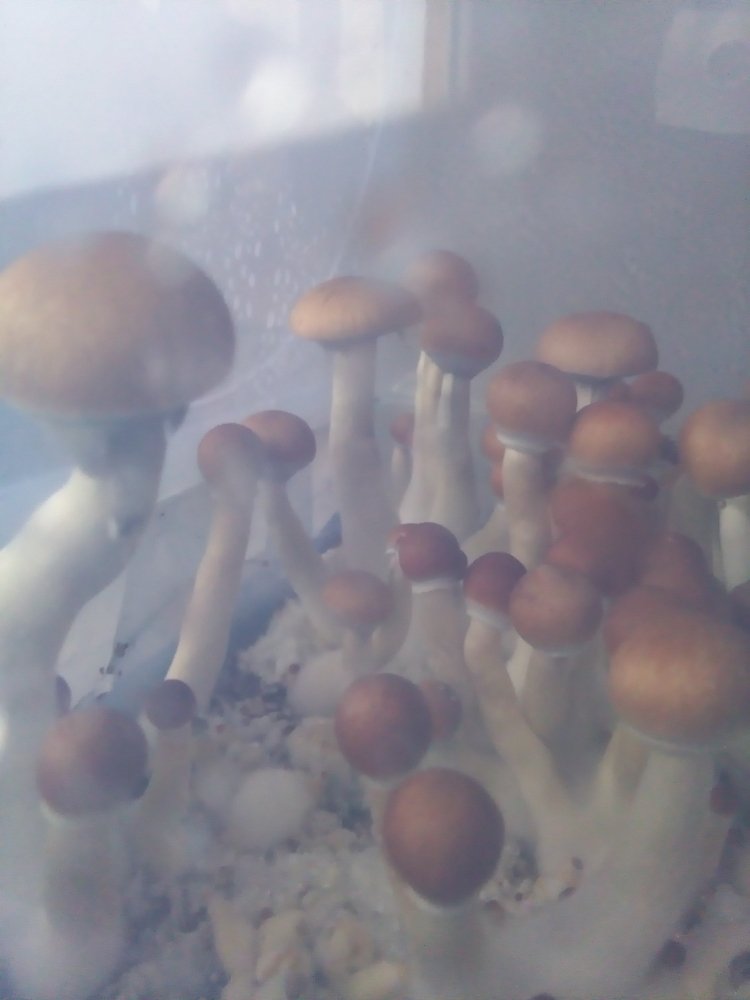 15119507162002054879681.thumb.jpg.a9576ca438dd12f2a919ac23fbbf8b0a.jpg