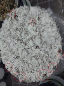 20171106_180032.thumb.jpg.4fa11583ca7019eb2dd55123ce2286f9.jpg