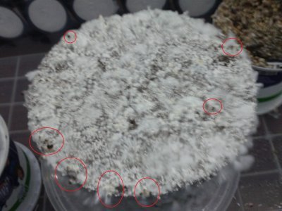 20171106_180044.thumb.jpg.0048cbbf67c007ba0fb53af3a8d9d25b.jpg