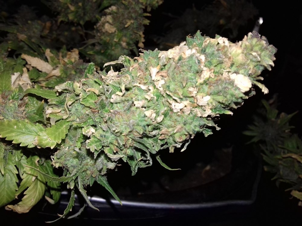20171109_201253.thumb.jpg.c033dbd5b317e04079d0d612b58fec3f.jpg
