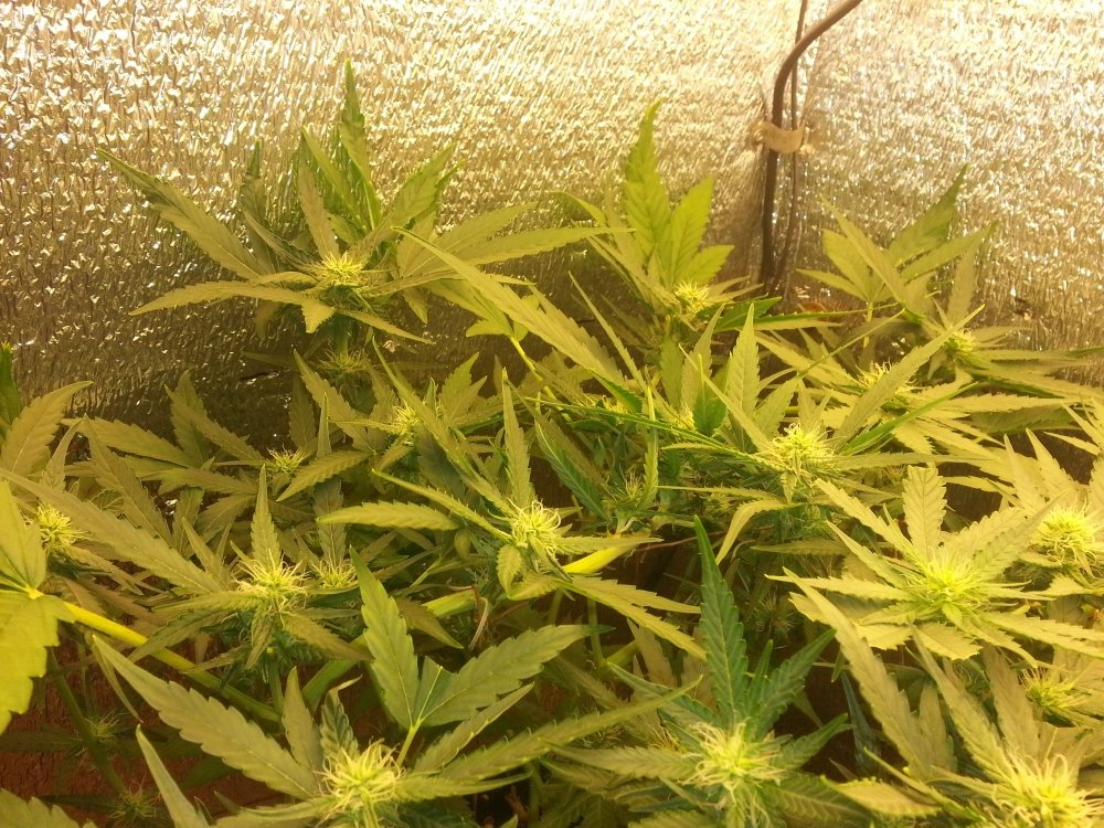 20171110_110536.thumb.jpg.25dd1e0a985dd8a8795d676dfae76b6c.jpg