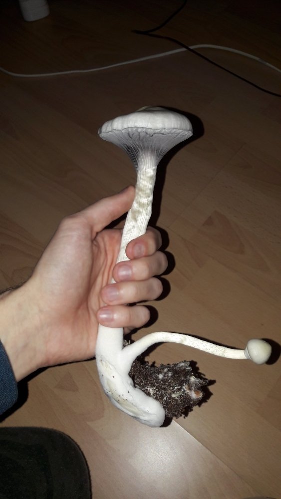 20171113_190600.thumb.jpg.00a319c0bc5cb961db2aa97812aea060.jpg