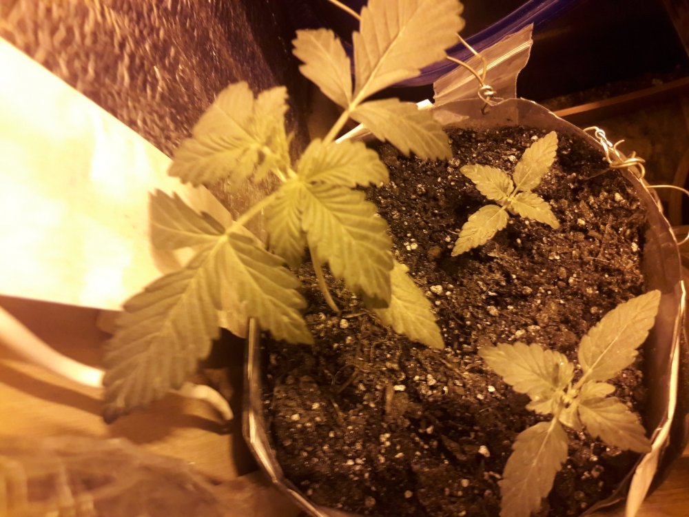 20171115_123655.jpg