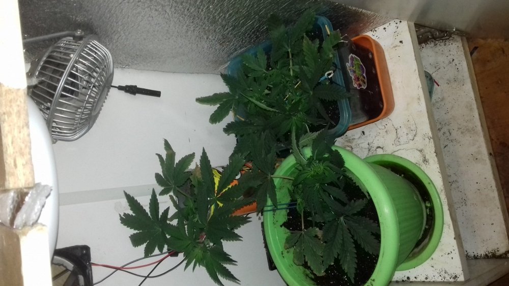 20171119_061652.jpg
