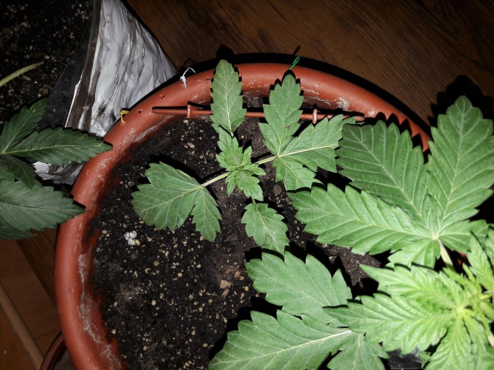 20171120_144428.jpg
