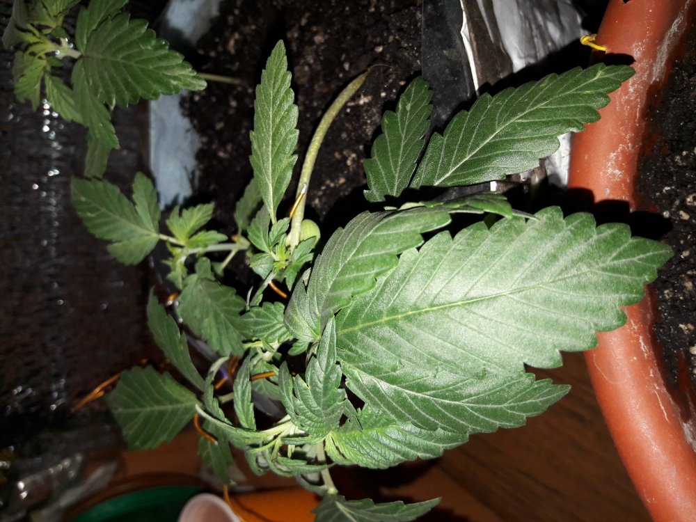 20171120_144514.jpg