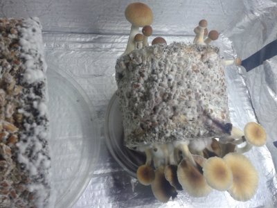 20171126_121011.thumb.jpg.f6575aacad6e60259010e5c5a4f7d9a0.jpg
