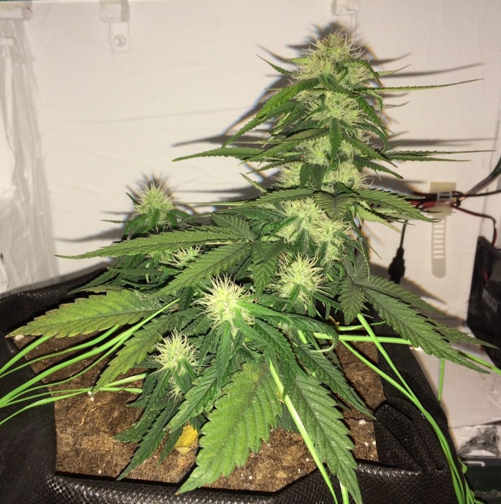 420.thumb.jpg.fc1f27d95fdac5f40ef16af2dc477445.jpg