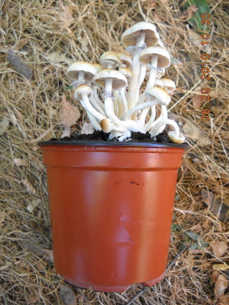 DSCN2599.jpg