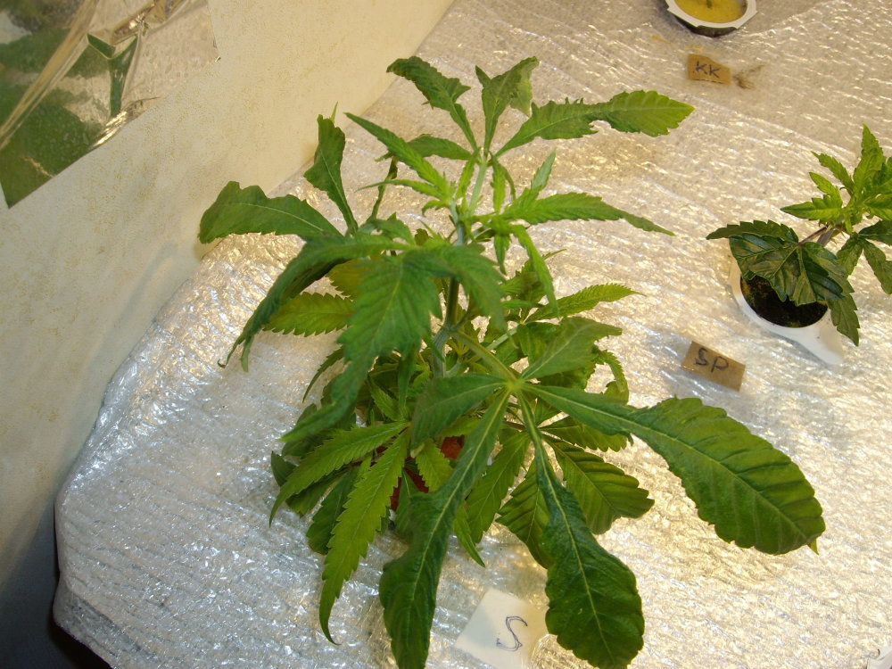 IMGP1169.thumb.JPG.a24ed40980fee7c41c9bdd97357b2532.JPG