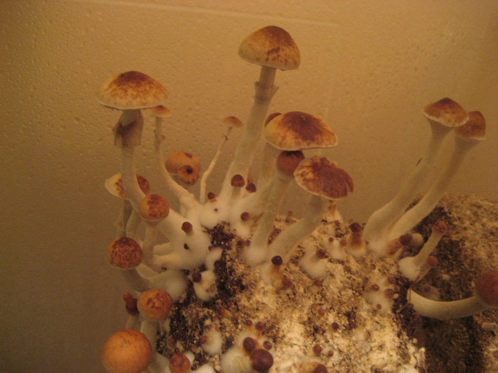 IMG_0097.thumb.JPG.e9090eda600e48ff3bd4491e71366ebc.JPG