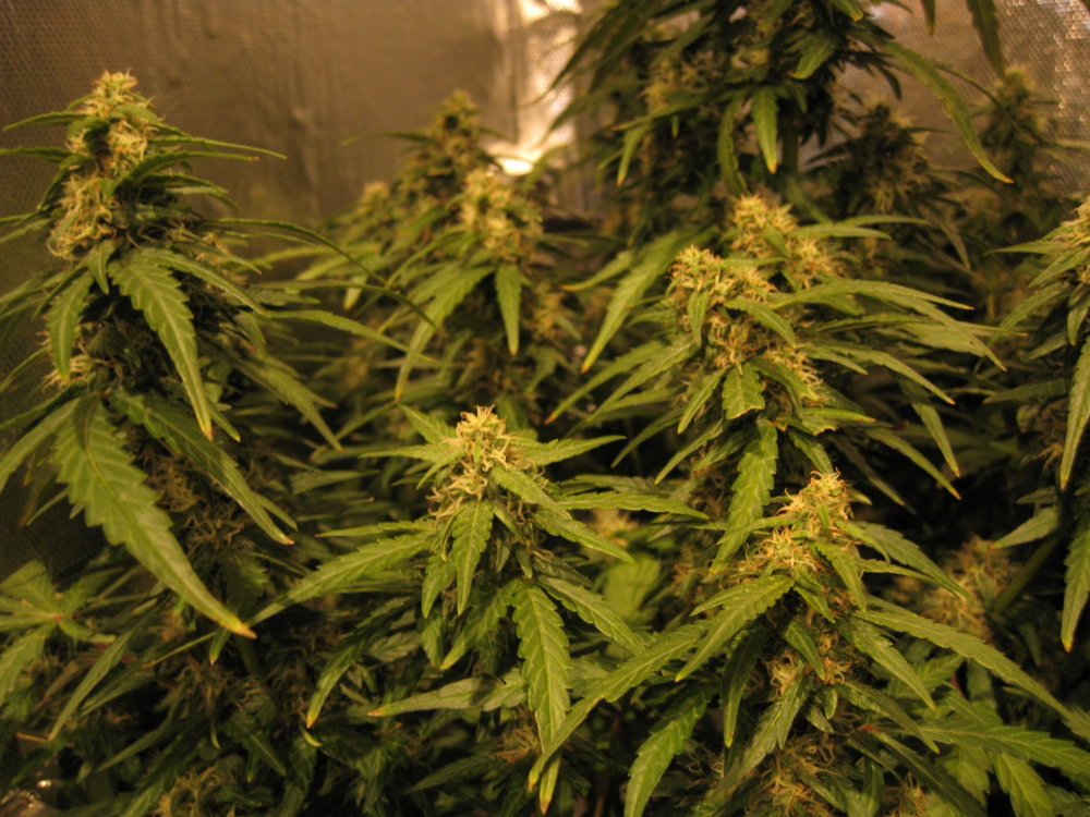 IMG_0920.thumb.JPG.de240f50abf942237e6d382c76911444.JPG