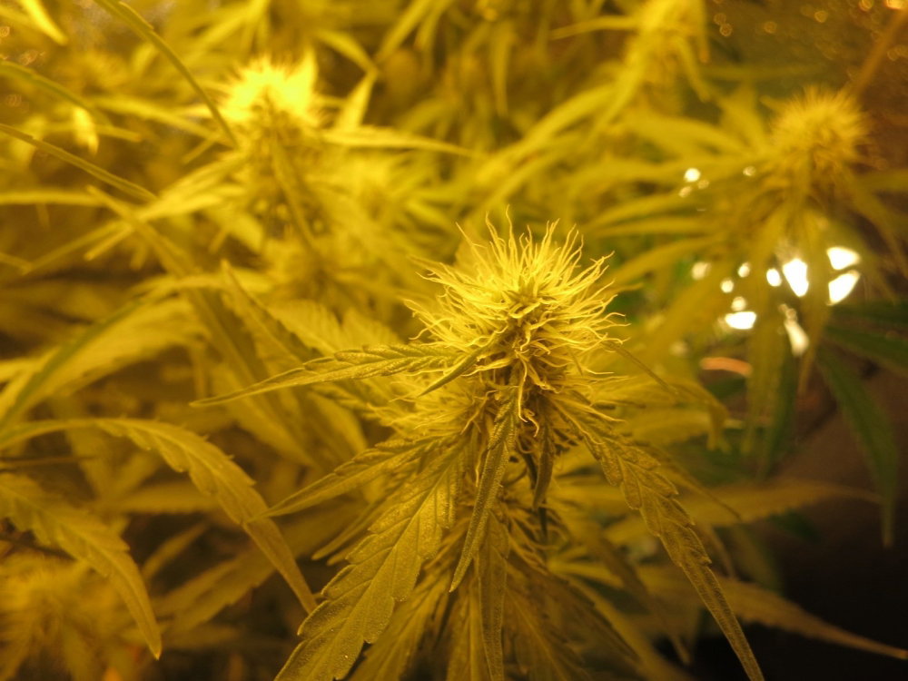 IMG_1370.thumb.JPG.e923e0bd275d52b5638337cd6776c9a1.JPG