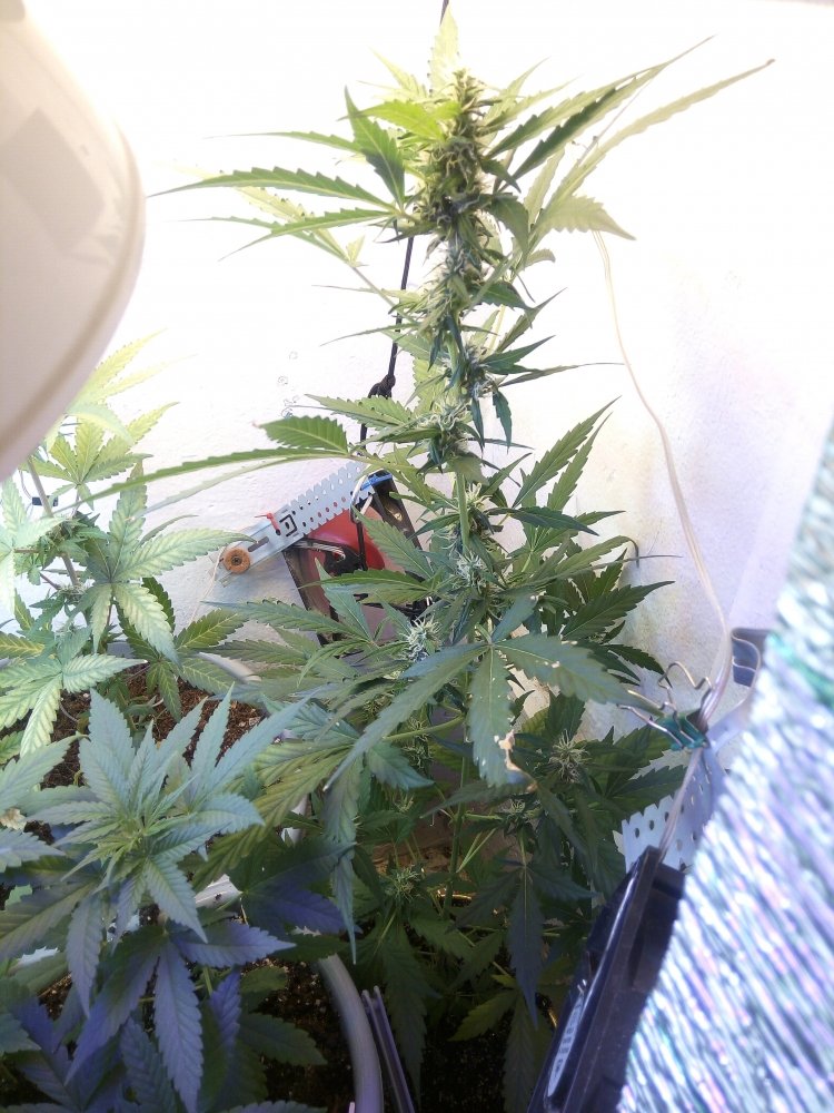 IMG_20171116_183915.thumb.jpg.44f13b5099f51bde37f1e47ebf1ec216.jpg