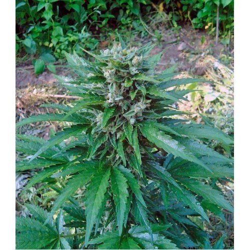 cream_mandarine_auto_fem_sweet_seeds_konoplya_na_ulice__chGCiYvQ9Zgbkuxr-500x500.jpg