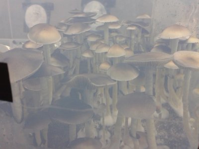 20171203_054139.thumb.jpg.891497d8efebe94515a0dd6d703cdba8.jpg