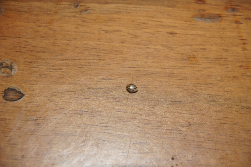 4.thumb.JPG.c2cf66a614c036f23a047c9eb6c84533.JPG