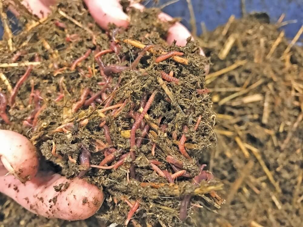 worms for cannabis.jpg