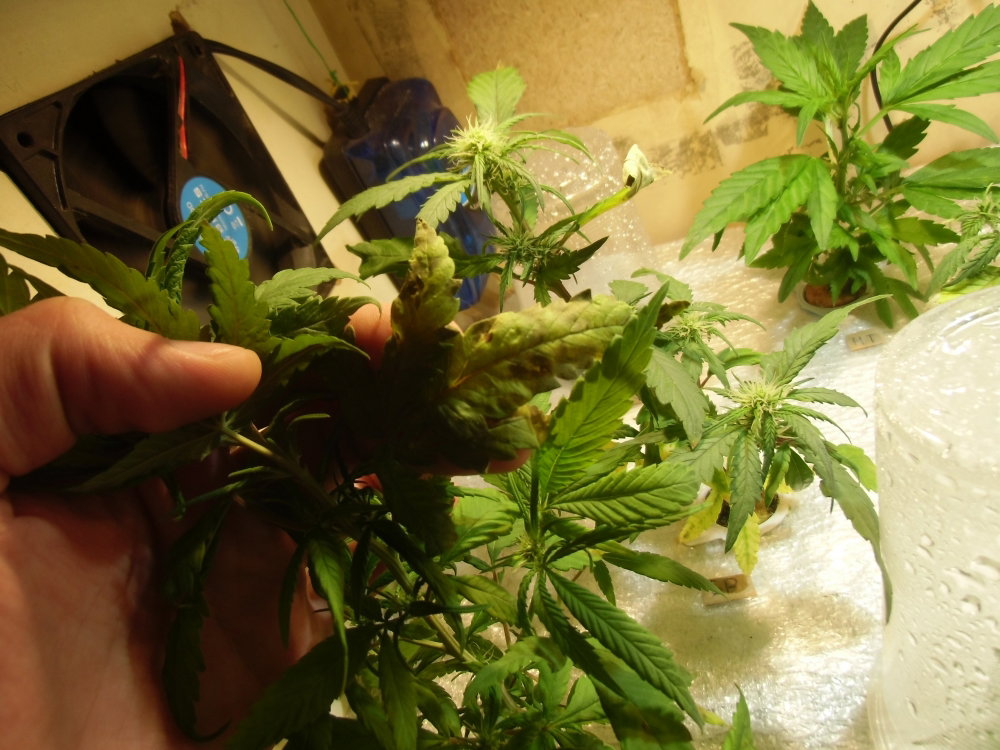 CIMG4485.thumb.JPG.064080eb0ae58e08fbfaa643d3355dd8.JPG
