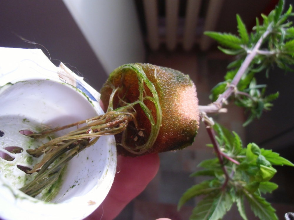 CIMG4565.thumb.JPG.1ec209dee16e2dbd1ebc7c0e0570b303.JPG