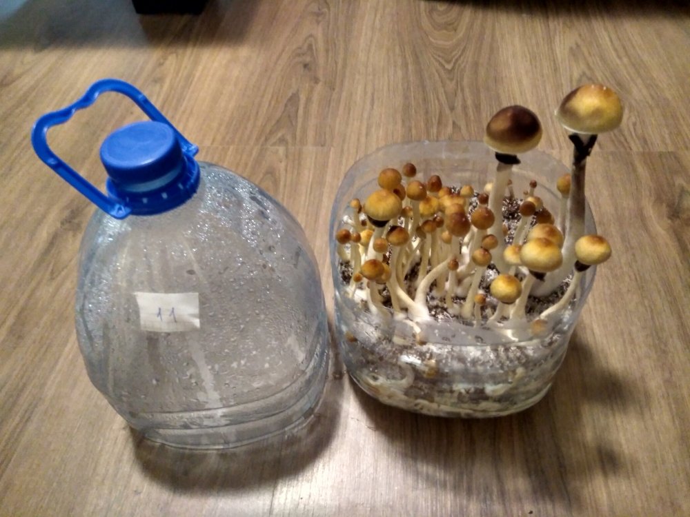 IMG_20171204_235707_HDR.thumb.jpg.1107c9b3a43d224542b87f2438cf4da3.jpg