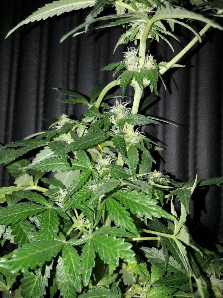 imgonline-com-ua-Compressed-kvPvxxBbBTd3vM.jpg