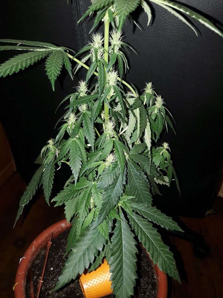 imgonline-com-ua-Compressed-miJNppRfb60.jpg
