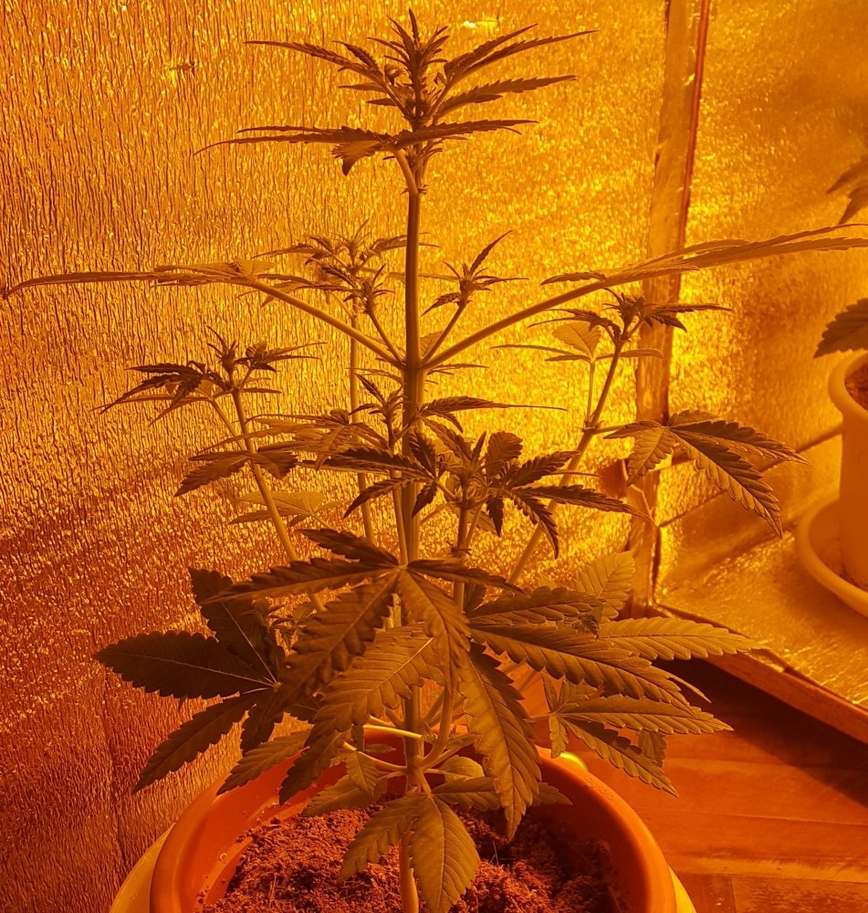 13.thumb.jpg.7f8f9358efa1504a9c003348c80a1682.jpg