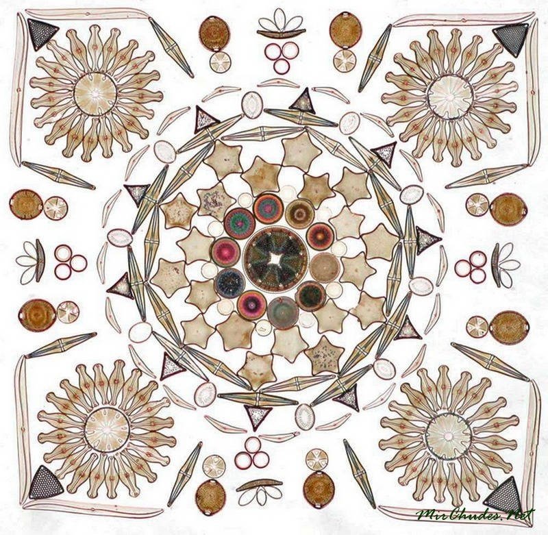 1432406871_diatomovye-vodorosli.jpg
