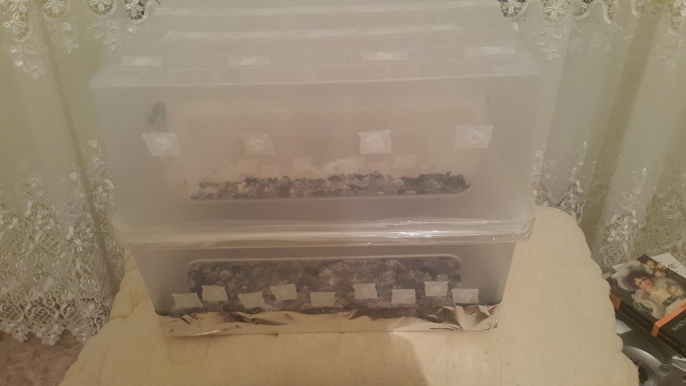20180117_194909.thumb.jpg.f039aa7a34c5c17d4efce519eb5aed1a.jpg
