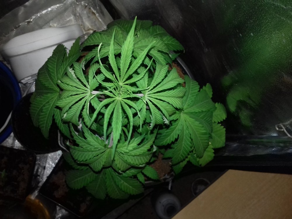 20180125_152054.thumb.jpg.fef8b6b05aabcce7ec30ffb378e02a0f.jpg