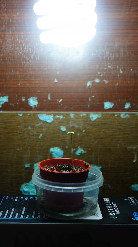 DSC06700-min.thumb.JPG.847f8aab600f0dbf2dffef12da8cd4fd.JPG