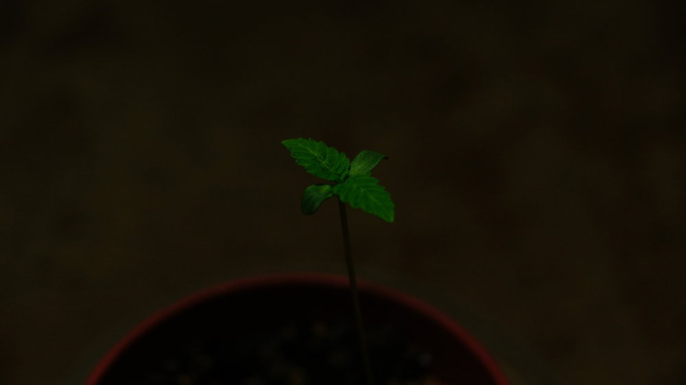 DSC06701-min.thumb.JPG.76822ae2b754014daa725c80b986ce47.JPG