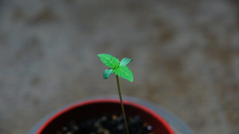 DSC06706-min.thumb.JPG.de0fc531d71669f6eed2b96c34f2ae09.JPG
