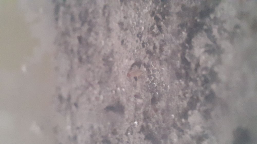 IMG-20180125-WA0013.thumb.jpeg.c09ef6c4b031e059175409451035f586.jpeg
