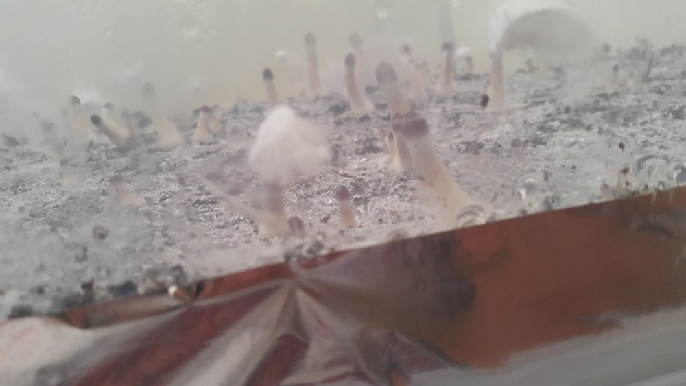 IMG-20180128-WA0001.thumb.jpeg.f63322ba7e8cdc9fc5af9e0b99204771.jpeg