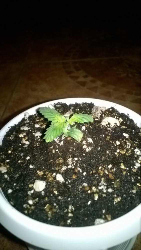 WP_20180101_002.thumb.jpg.067c26a9ee7ddd3b3c4a97ea3c241518.jpg