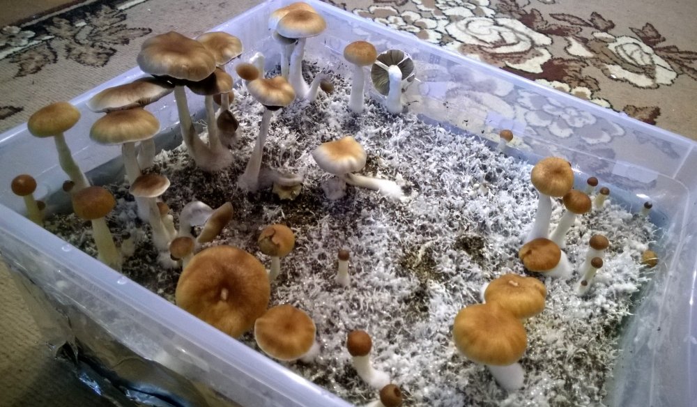 WP_20180120_001.thumb.jpg.74827c8dd7e23154299b700b6969ea2f.jpg