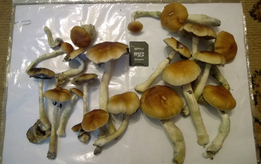 WP_20180120_005.thumb.jpg.6a7b007b1c6bad98f5f9492aa23d7bb3.jpg