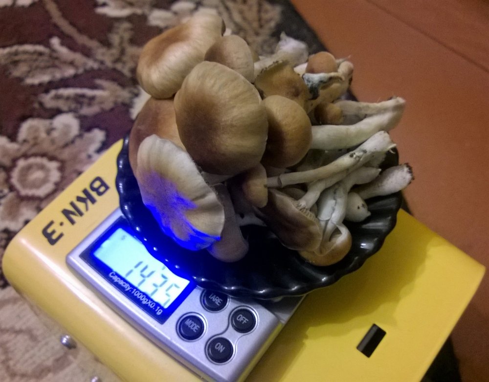 WP_20180120_007.thumb.jpg.6559abbe30d3d3beb38360d748f3c8bb.jpg
