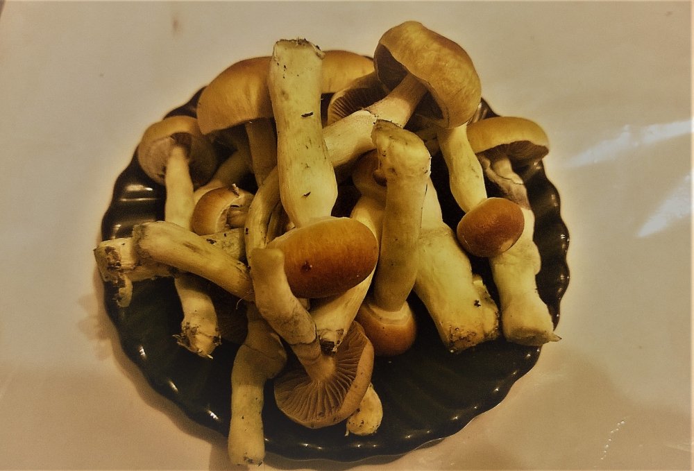 WP_20180121_001.thumb.jpg.8359676532d5fc952b6f92c9b3632fb7.jpg