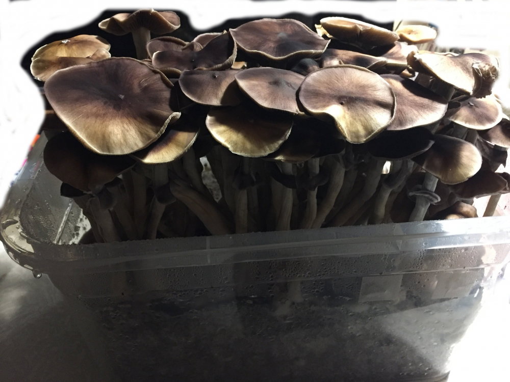 m2-2.thumb.JPG.03f1d66b7c9b4cffd88d9a58dd02d91e.JPG